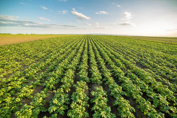 Artificial Neural Networks for Agriculture